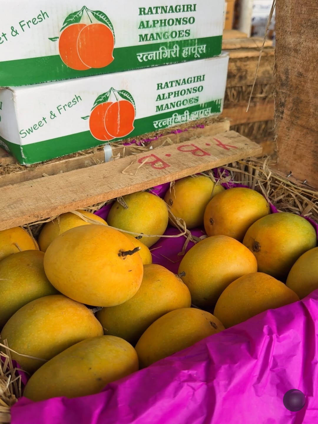 Alphonso Mango
